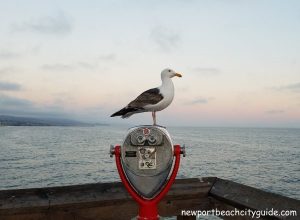 seagull balboa pier beach newport beach city guide